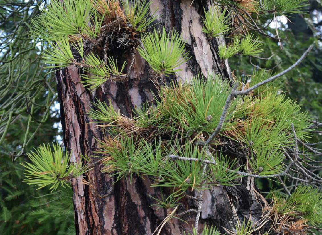  p>刚松(学名: i>pinus rigida /i> mill.