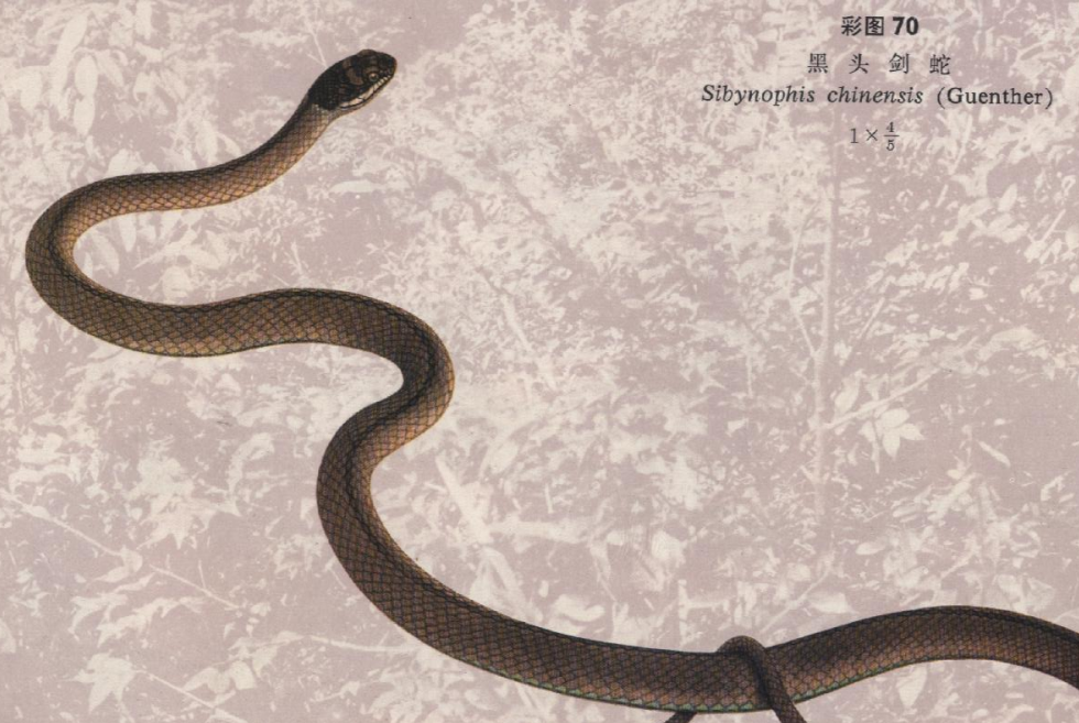  p> a href="#" data-lemmaid="2151775">黑头剑蛇 /a>(学名:sibynop