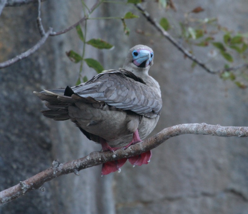 p>红脚鲣鸟(学名: i>sula sula /i>):体长约为68-75厘米.