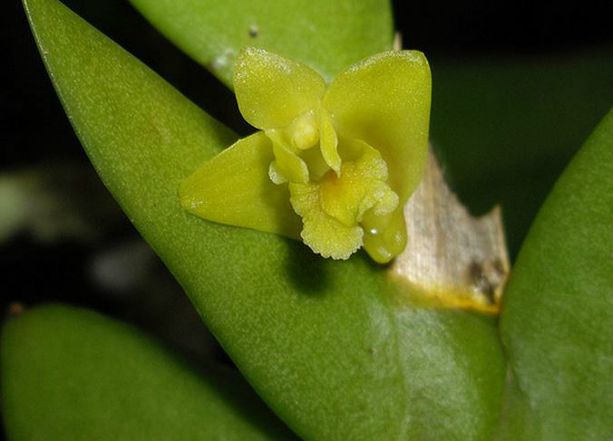  p>刀叶石斛(学名: i>dendrobium terminale /i>  par. et rchb. f.