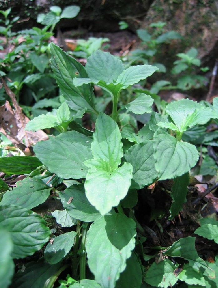  p>灵香草(拉丁学名: i>lysimachia foenum-graecum /i> hance)又名