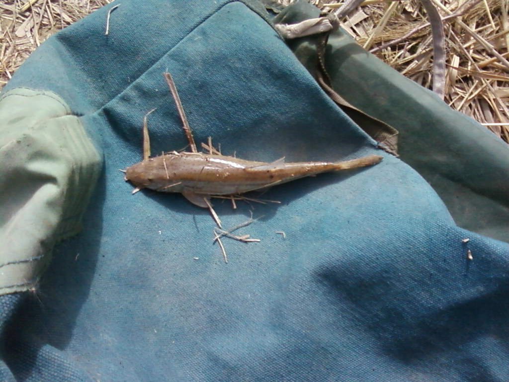  p>叶尔羌高原鳅, i>triplophysa yarkandensis /i> (day, 1877) , a