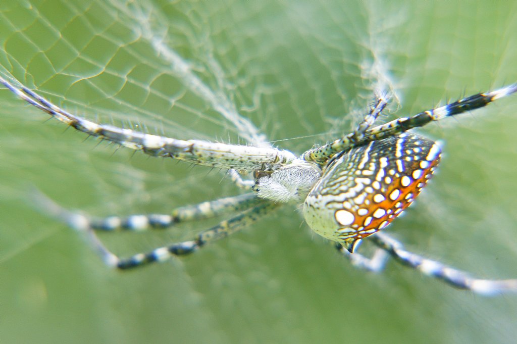  p>红斑蛛,也称黑寡妇蛛,属于球腹蛛科,及狼蛛科中的 a href="#" data