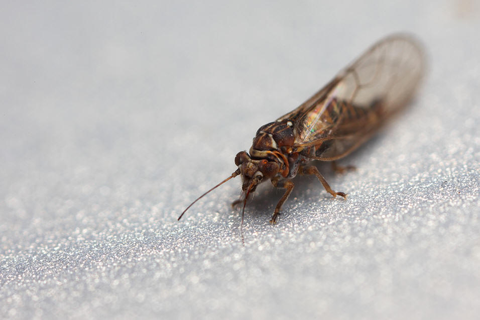  p>中国梨木虱(psyllachinensis)是 a href="#" data-lemmaid="