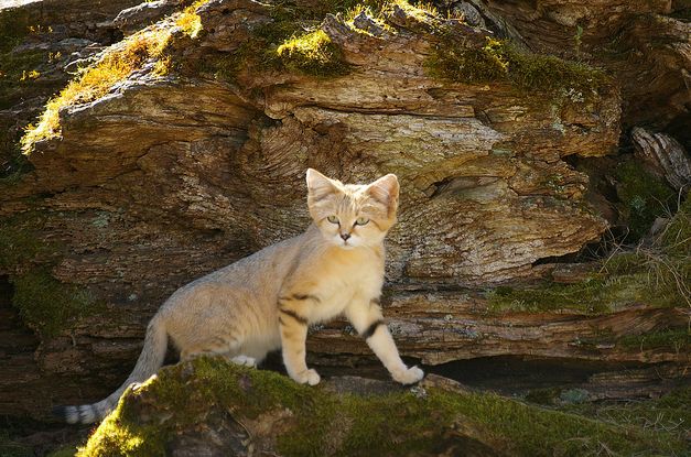  p>沙丘猫(学名: i>felis margarita /i>):是最小的 a target="_blank