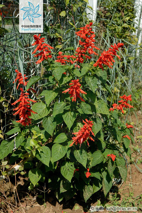 salvia splendens ker-gawler