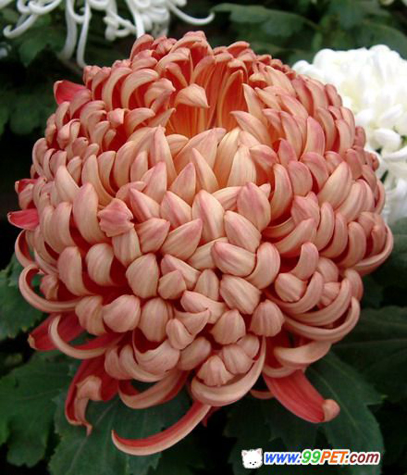  p data-id="t1w3ro7nwf3f">管子花类(舌状花为管瓣):  /p>