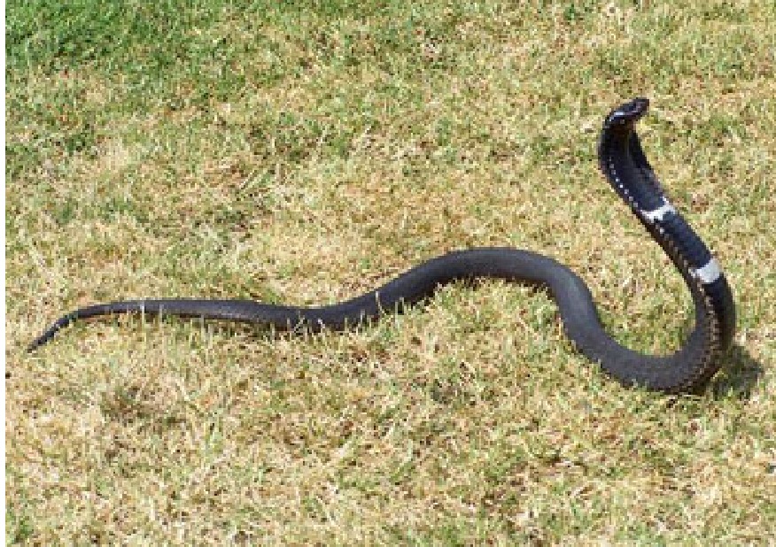  p>唾蛇(学名:hemachatus haemachatus)是蛇亚目眼镜蛇科下一个有毒的