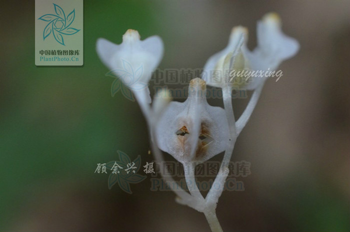  p> b>宽翅水玉簪 /b>(学名: i>burmannia nepalensis /i>)是水玉簪科
