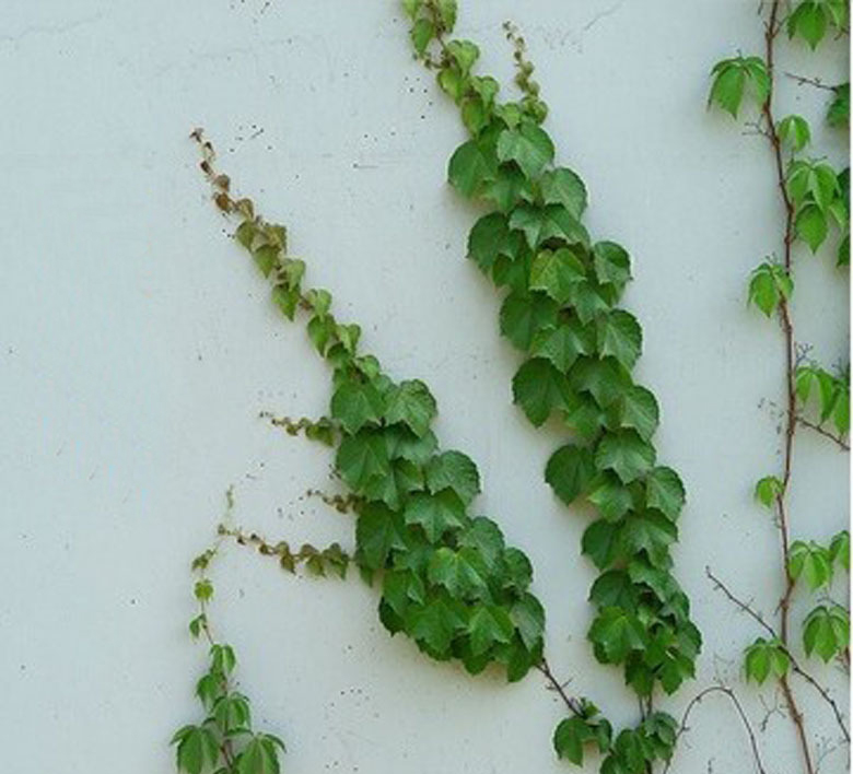 三叶爬山虎