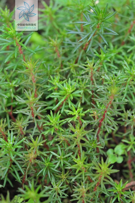 sedum polytrichoides hemsl.
