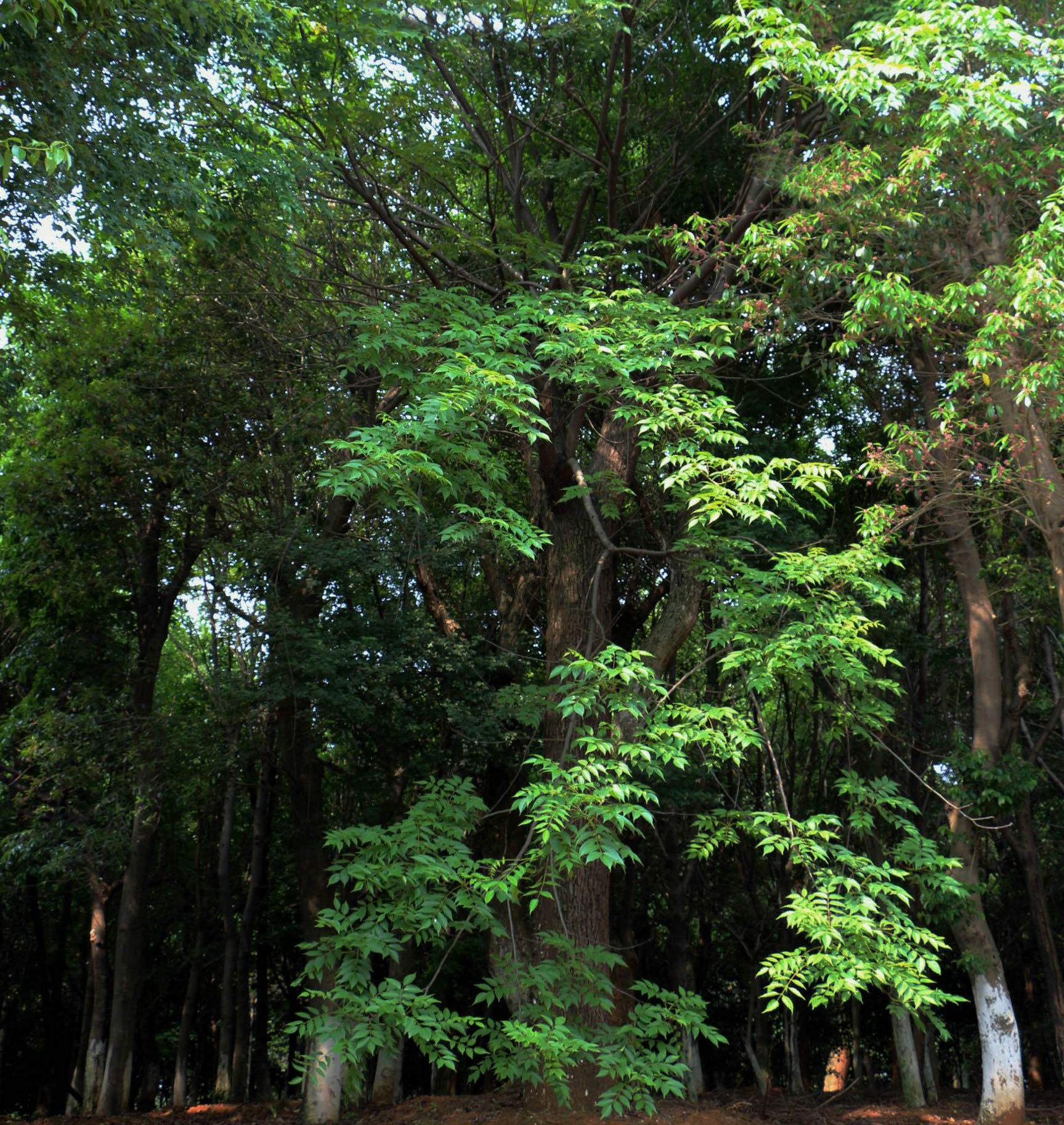  p>黄连木(学名: i>pistacia chinensis /i> bunge)是漆树科,黄连木属