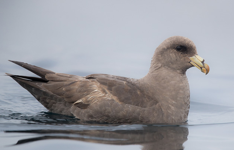  p>暴风鹱(学名: i>fulmarus glacialis /i>):为鹱形目鹱科下的一种