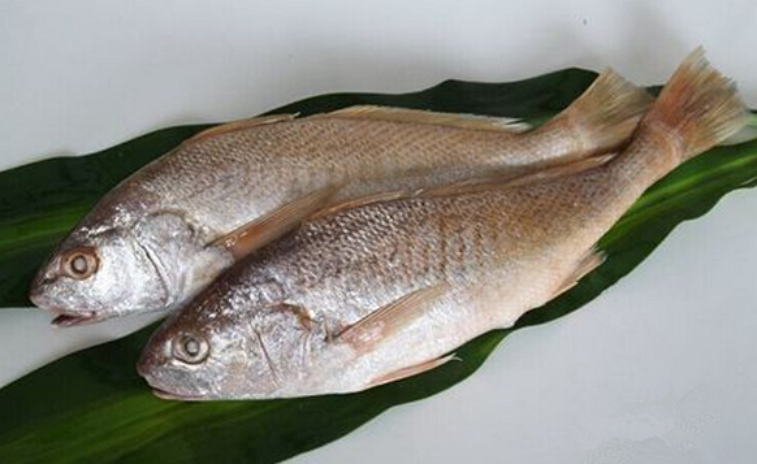  p>浅色黄姑鱼,学名: i>nibea coibor  /i>(hamilton, 1822) ,属于 a