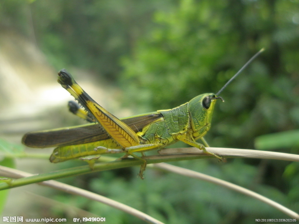 的动物,又称 a target="_blank" href="/item/真体腔动物/7647596"
