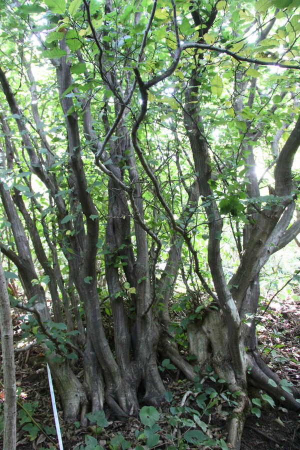  p>天台鹅耳枥(学名: i>carpinus tientaiensis /i> cheng)是桦木科鹅