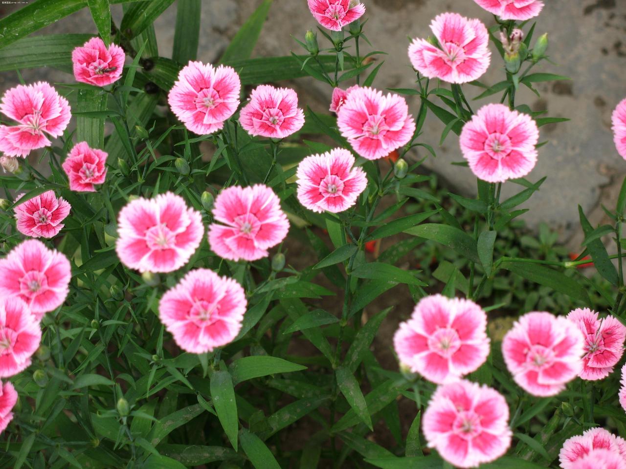 dianthus chinensis