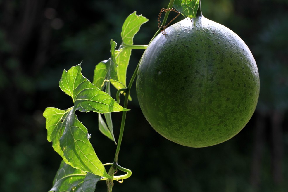  p>老鼠拉冬瓜是一种葫芦科,马交儿属 a href="#" data-lemmaid="