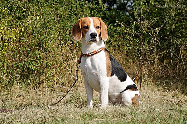  p>米格鲁猎兔犬又称为"比格犬",是世界名犬犬种之一,在分类上属于