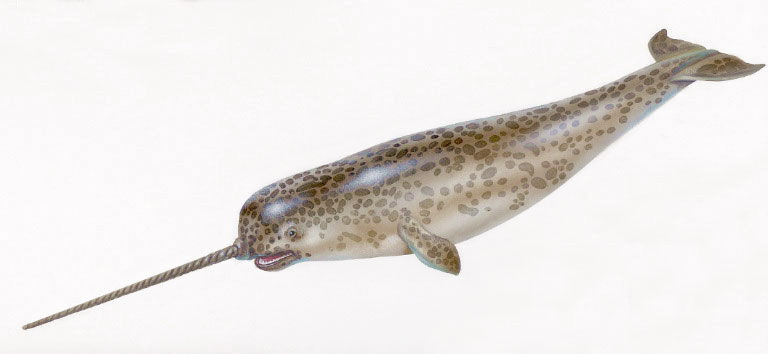  p>一角鲸(学名: i>monodon monoceros /i>)体长一般在4到5米(不包括