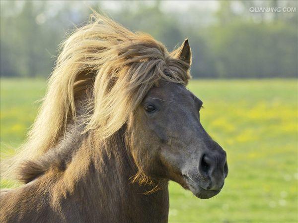  p>世上保持最纯洁血统的 a href="#" data-lemmaid="10530701">马种 