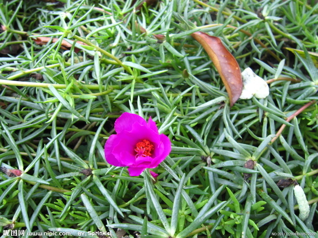  p>美国马齿苋也称 a target="_blank" href="/item/大花马齿苋