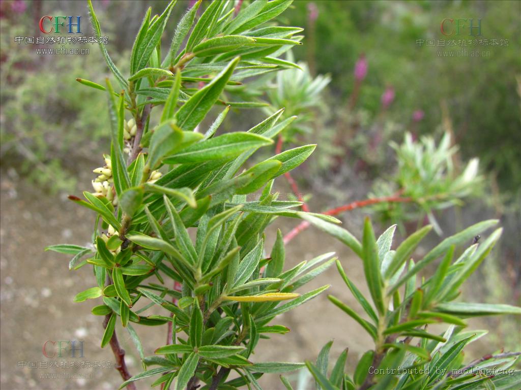  p>乌柳(学名: i>salix cheilophila /i> schneid.