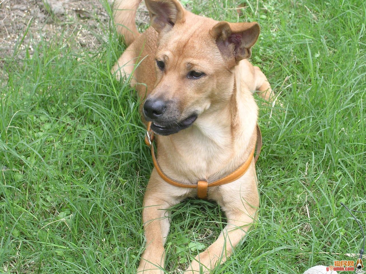 传统称呼为"土狗",北方有的地方又叫"柴狗",江浙地区则一般称为"草狗"