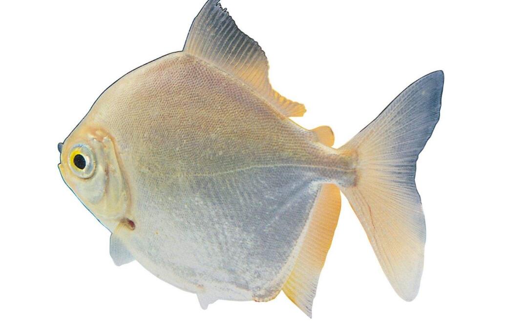  p>画眉鱼 a>是鲈形目 /a> a>慈鲷科 /a>的一种鱼类.