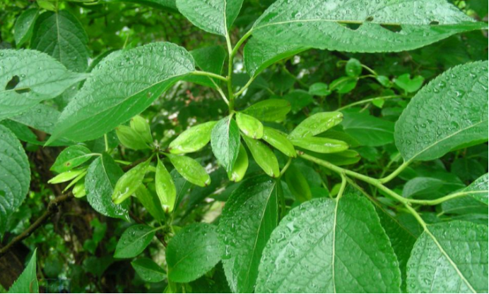 被称为“植物黄金”的杜仲树，为何如此受人喜爱_百科TA说