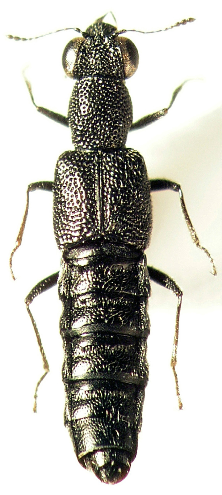 小黑突眼隐翅虫