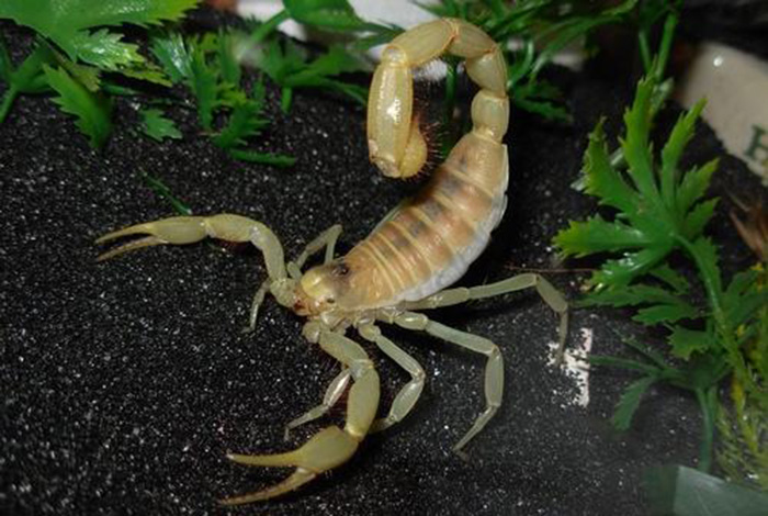 亚利桑那沙漠金蝎