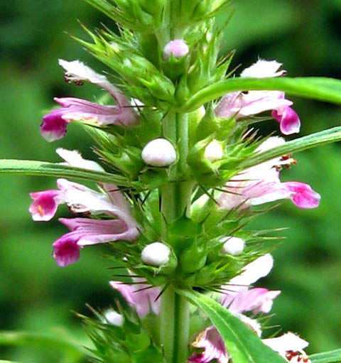 id="6805439">蓷 /a>, a target="_blank" href="/item/茺蔚/5072150"