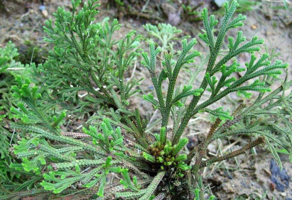  p>旱生卷柏(学名:selaginella stauntoniana spring)是卷柏科卷柏属 