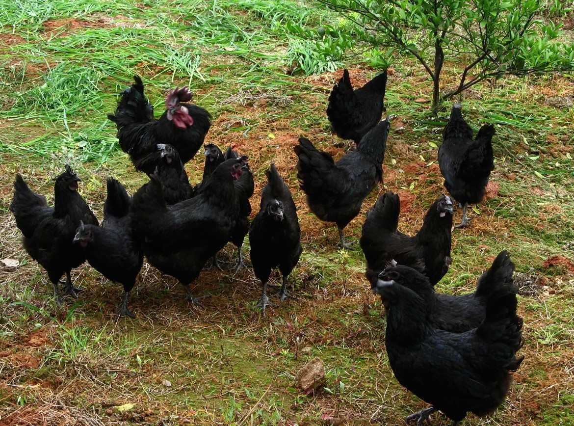 黑羽乌骨鸡