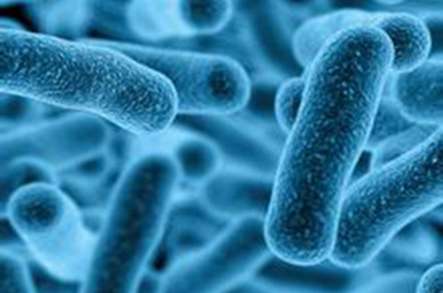  p>厌氧菌(anaerobic bacteria)也叫厌气菌.