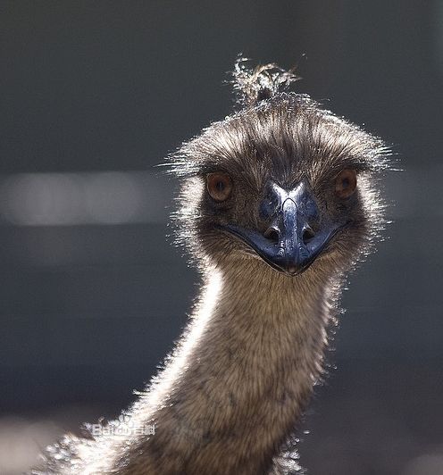 dromiceius novae-hollandiae