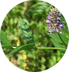 美联臣生态面膜