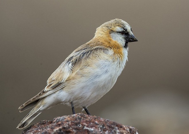  p>棕背雪雀(学名: i>pyrgilauda blanfordi /i> )为 a href="#" data