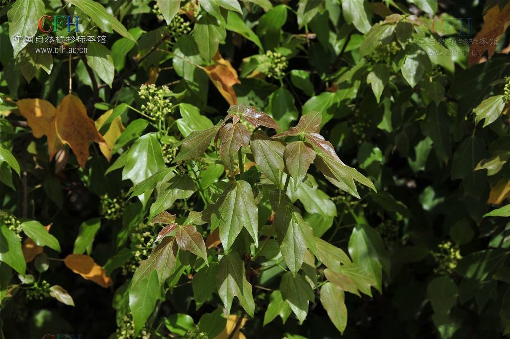  p>三角槭,别名: a target="_blank" href="/item/三角枫/3060892"