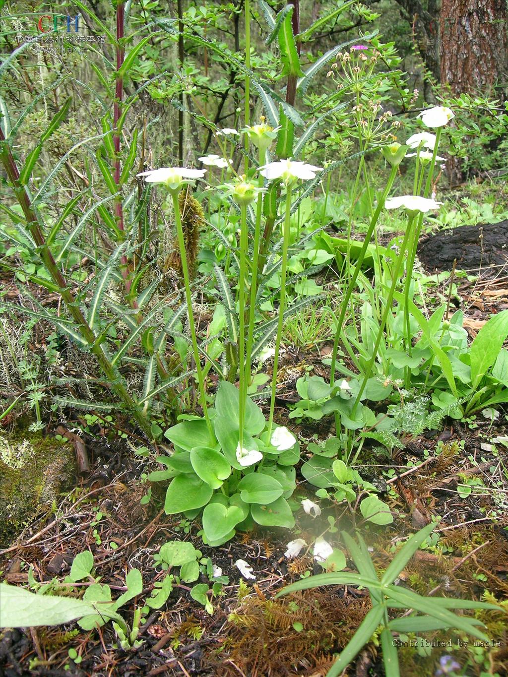短茎峨眉梅花草