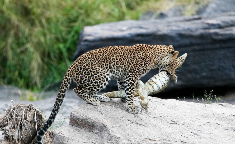  p>古巨蜥(学名:varanus poesty)又名巨齿蜥,是一种已 a href="#"