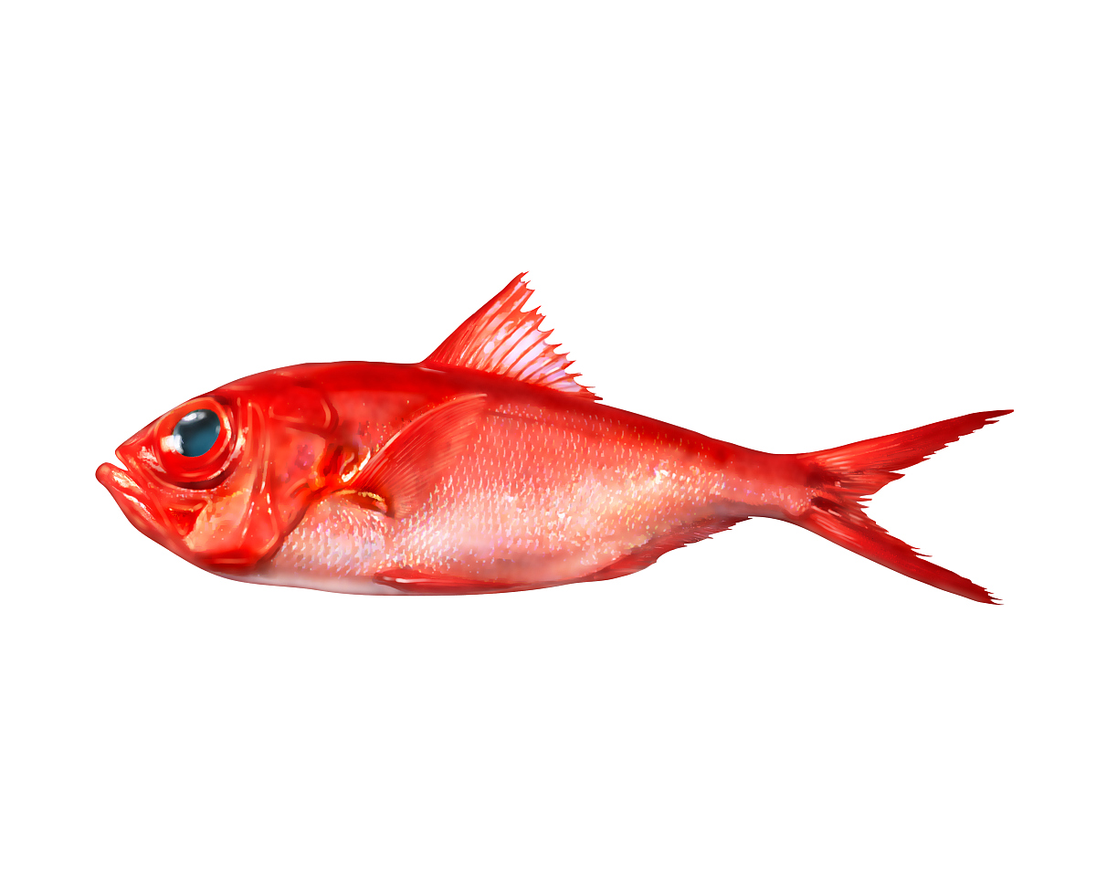 日本的伊豆,四国等地区都是金目鲷的著名产地.