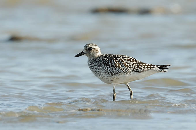  p>金鸻(学名: i>pluvialis fulva /i>):属中型 a target="_blank"