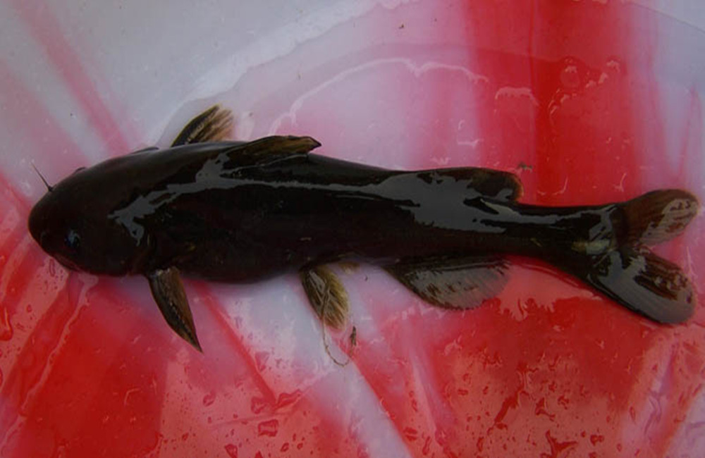  p data-id="gnwkcp5tiv">鮠,鱼名.