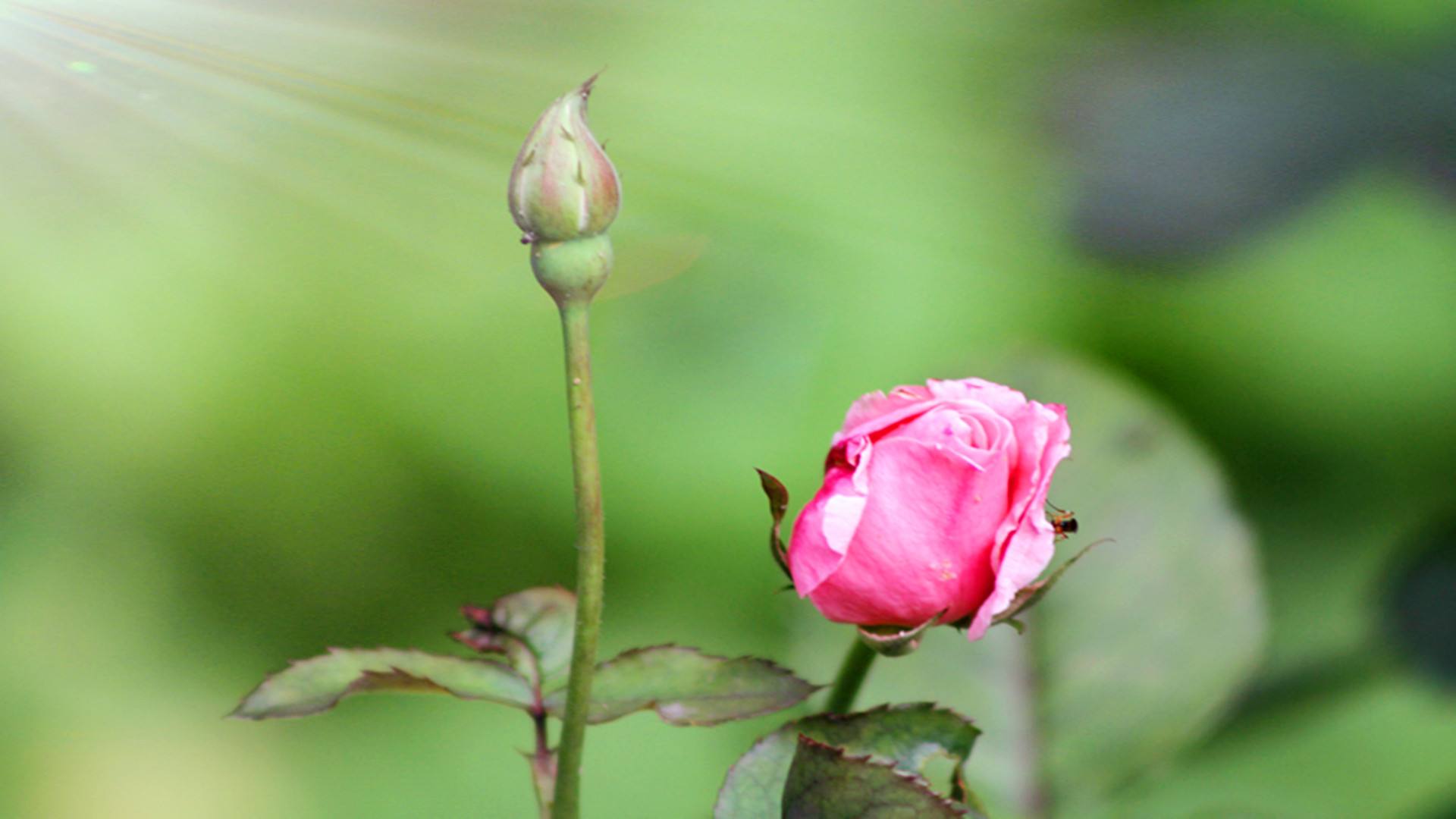 macrosiphum rosirvorum zhang
