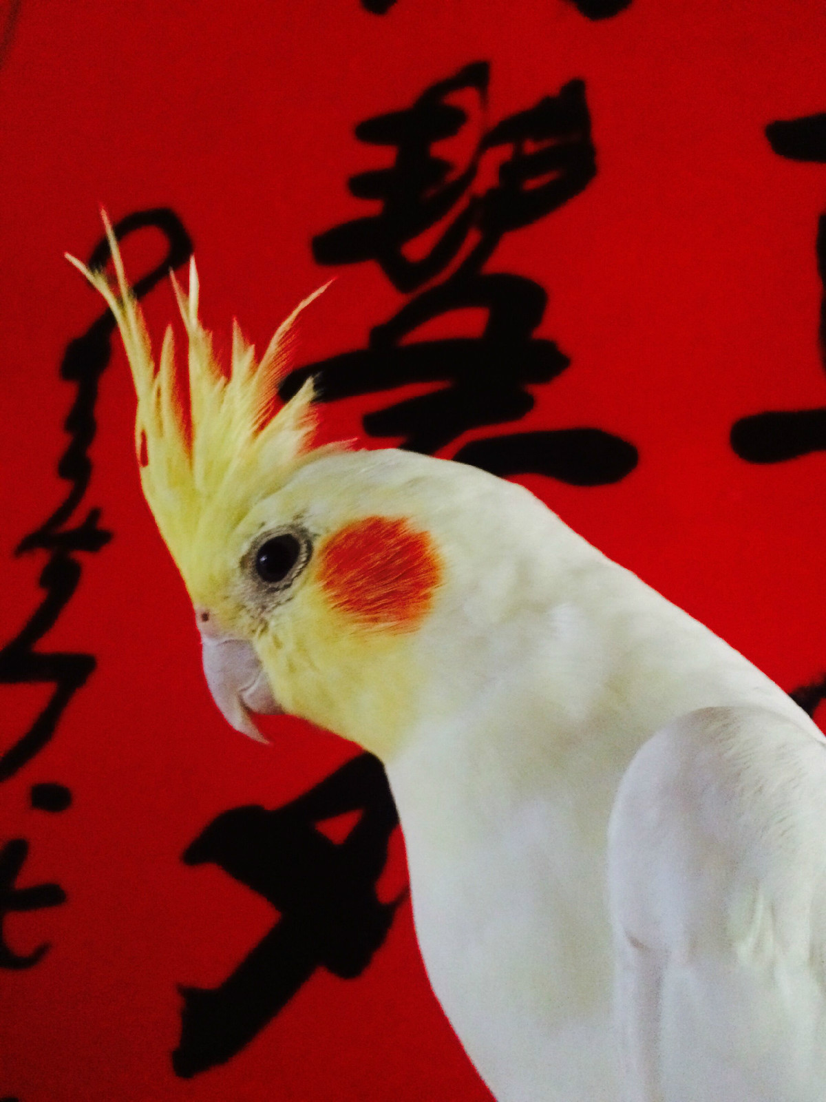  p>玄凤鹦鹉,又名鸡尾鹦鹉(学名:nymphicus hollandicus)在中国多称