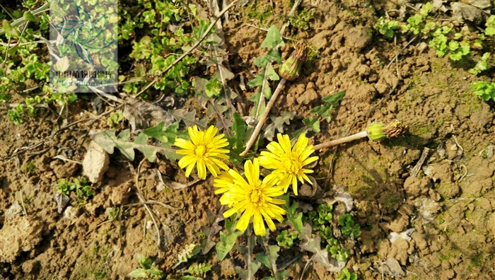  p>斑叶蒲公英(学名: i>taraxacum variegatum  /i>kitag.