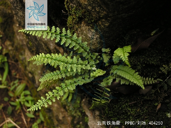  p>云南铁角蕨,中药名.