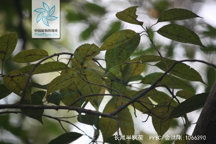  p>长尾半枫荷,是一种 a href="#" data-lemmaid="3278751">半枫荷属 
